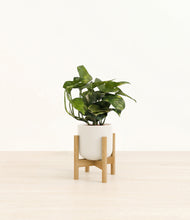 Load image into Gallery viewer, Cotton White stand:bamboo
