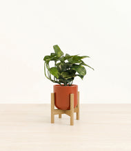 Load image into Gallery viewer, Glossy Red stand:bamboo
