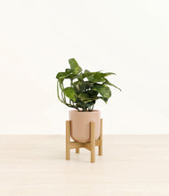 Load image into Gallery viewer, Glossy Pink stand:bamboo
