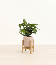 Load image into Gallery viewer, Sandy Pink stand:bamboo
