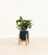 Load image into Gallery viewer, Twilight Blue stand:bamboo
