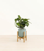 Load image into Gallery viewer, Reactive Aqua stand:bamboo
