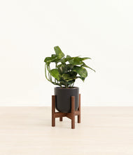 Load image into Gallery viewer, Stone Black stand:walnut
