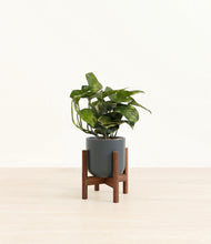 Load image into Gallery viewer, Iron Gray stand:walnut
