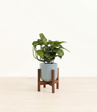Load image into Gallery viewer, Misty Blue stand:walnut
