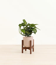 Load image into Gallery viewer, Sandy Pink stand:walnut
