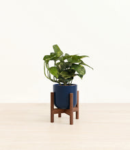 Load image into Gallery viewer, Twilight Blue stand:walnut
