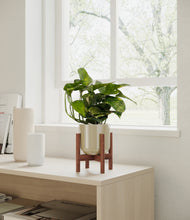 Load image into Gallery viewer, Sage Green stand:walnut

