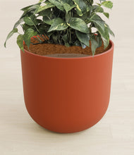 Load image into Gallery viewer, Earth Red stand:all
