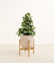 Load image into Gallery viewer, Sandy Pink stand:bamboo
