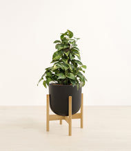 Load image into Gallery viewer, Stone Black stand:bamboo
