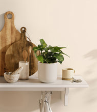 Load image into Gallery viewer, Natural Bamboo
