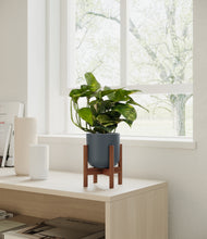 Load image into Gallery viewer, Iron Gray stand:walnut
