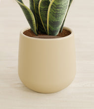 Load image into Gallery viewer, Almond Green stand:all
