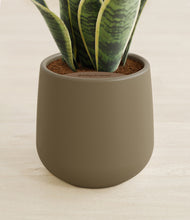 Load image into Gallery viewer, Olive stand:all
