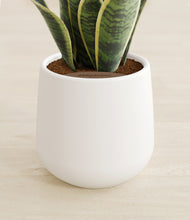 Load image into Gallery viewer, White stand:all
