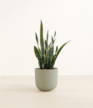 Load image into Gallery viewer, Sage Green*****Profile
