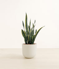 Load image into Gallery viewer, Natural Bamboo*****Profile
