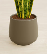 Load image into Gallery viewer, Olive stand:all
