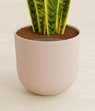 Load image into Gallery viewer, Sandy Pink stand:all
