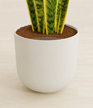 Load image into Gallery viewer, Natural Bamboo stand:all
