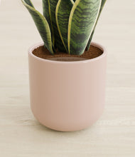 Load image into Gallery viewer, Sandy Pink stand:all
