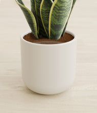 Load image into Gallery viewer, Cotton White stand:all
