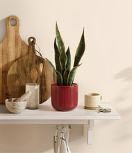 Load image into Gallery viewer, Striped Cherry Red
