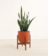 Load image into Gallery viewer, Earth Red stand:walnut
