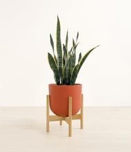 Load image into Gallery viewer, Earth Red stand:bamboo
