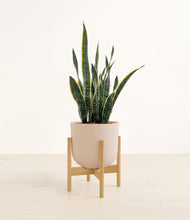 Load image into Gallery viewer, Sandy Pink stand:bamboo
