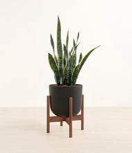 Load image into Gallery viewer, Stone Black stand:walnut
