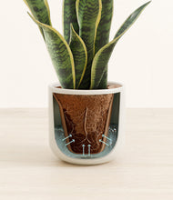 Load image into Gallery viewer, Cotton White stand:all
