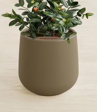 Load image into Gallery viewer, Olive stand:all
