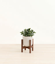 Load image into Gallery viewer, Snowdrift White stand:walnut
