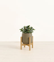 Load image into Gallery viewer, Olive stand:bamboo
