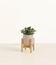 Load image into Gallery viewer, Eternal Gray stand:bamboo

