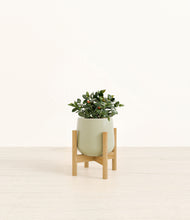 Load image into Gallery viewer, Turquoise stand:bamboo
