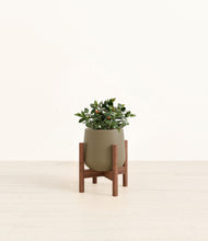 Load image into Gallery viewer, Olive stand:walnut
