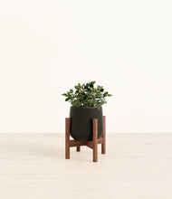 Load image into Gallery viewer, Black stand:walnut
