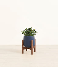 Load image into Gallery viewer, Deep Navy stand:walnut
