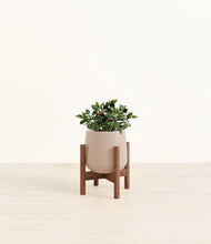 Load image into Gallery viewer, Eternal Gray stand:walnut
