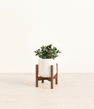 Load image into Gallery viewer, White stand:walnut
