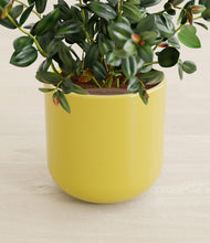 Load image into Gallery viewer, Key Lime Yellow stand:all
