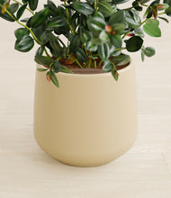 Load image into Gallery viewer, Almond Green stand:all
