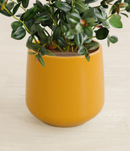 Load image into Gallery viewer, Mustard stand:all
