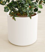 Load image into Gallery viewer, White stand:all
