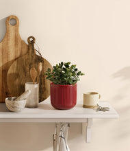Load image into Gallery viewer, Striped Cherry Red
