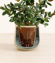 Load image into Gallery viewer, Almond Green stand:all

