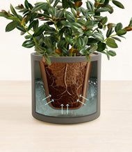 Load image into Gallery viewer, Dark Olive stand:all
